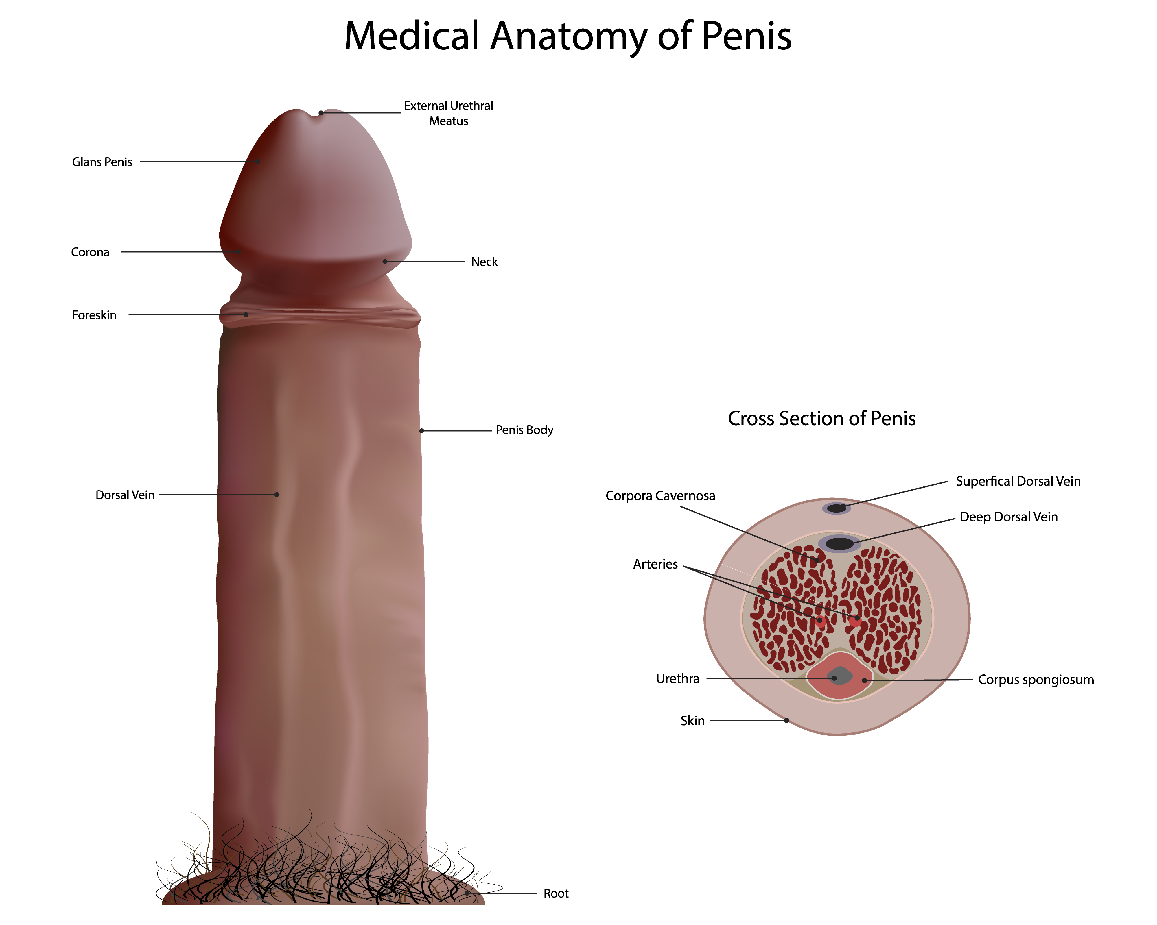 Size Of Penis Head 107